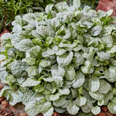 Ajuga reptans Princess Elsa