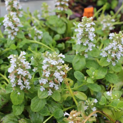 Ajuga reptans Alba, Revsuga, P9cm