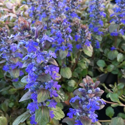 Ajuga reptans Braunhertz, Rödbladig Revsuga, P9cm