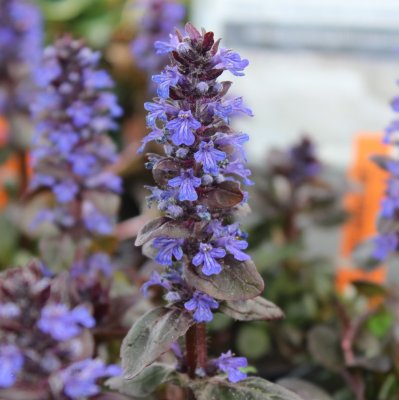 Ajuga reptans Braunhertz, Rödbladig Revsuga, P9cm