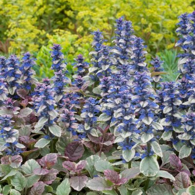 Ajuga reptans Burgundy Glow, Brokbladig Revsuga