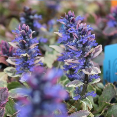 Ajuga reptans Burgundy Glow, Brokbladig Revsuga, C11,5cm