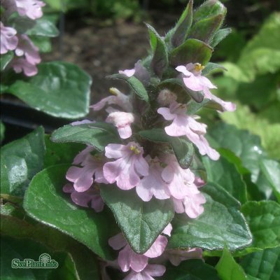 Ajuga reptans Rosea, Revsuga, C11cm