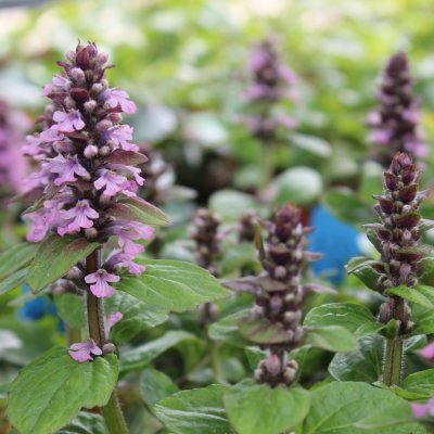 Ajuga reptans Rosea, Revsuga, C11cm