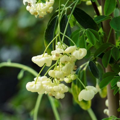 Akebia quinata Alba, Fembladig Akebia