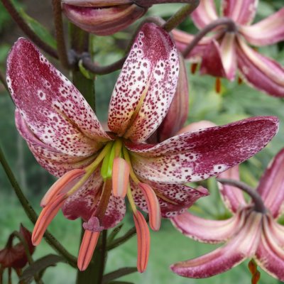 Krollilja Alberta Morning 3st