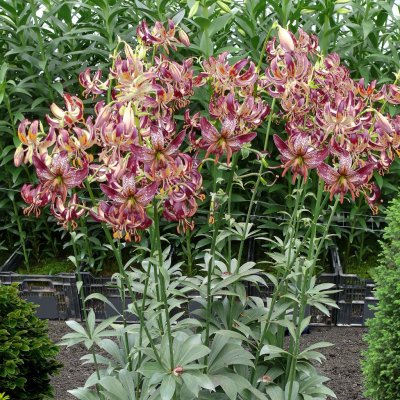 Krollilja Alberta Morning 3st