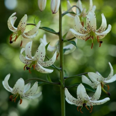 Lilium martagon Albi Morning, Krollilja, P11cm