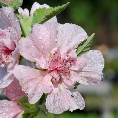 Alcalthaea suffrutescens Parkfrieden, Malva, P9cm