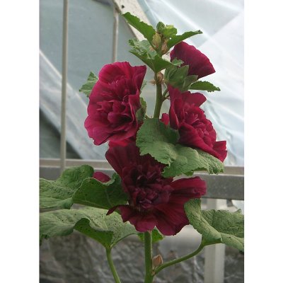 Alcea rosea Pleniflora Lila, Stockros