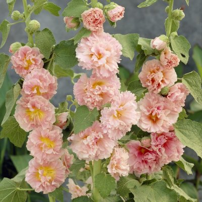 Alcea rosea Chater´s Double Apricot