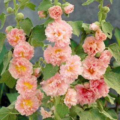 Alcea rosea Pleniflora Aprikos, Stockros, P9cm