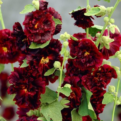 Alcea rosea Pleniflora Mörkröd, Stockros, C11cm