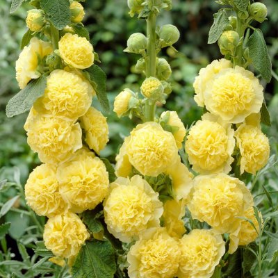 Alcea rosea Pleniflora Yellow, Stockros, P9cm