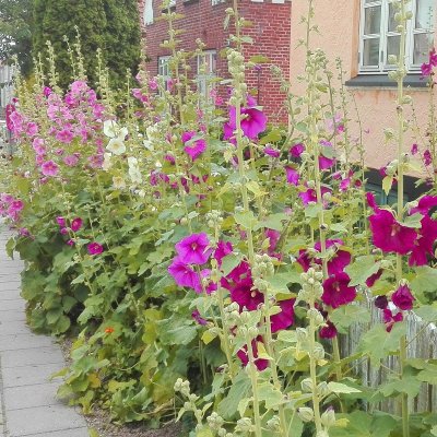 Alcea rosea ficifolia, Stockros, P9cm