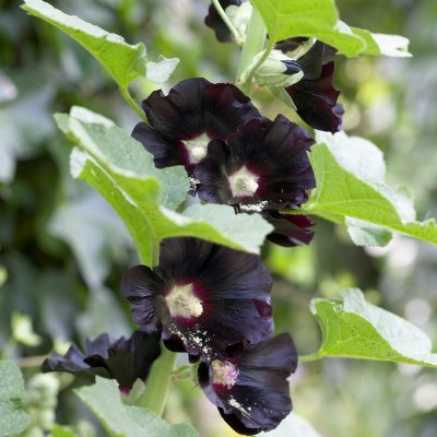 Alcea rosea Nigra, Stockros