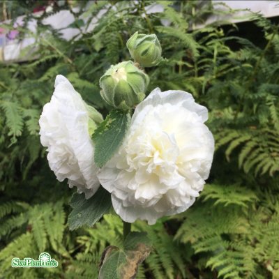 Alcea rosea Pleniflora White, Stockros, P9cm