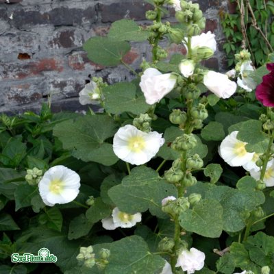 Alcea rosea Polarstar, Stockros, C11cm