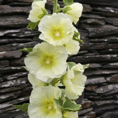Alcea rosea Sunshine Spotlight Series, Stockros