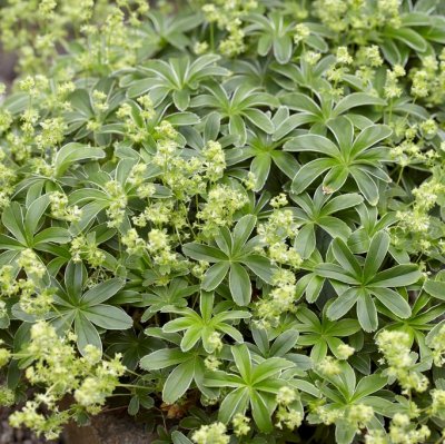 Alchemilla alpina, Fjällkåpa