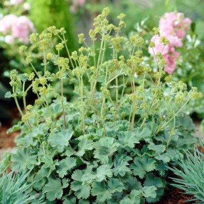 Alchemilla erythropoda, Daggkåpa