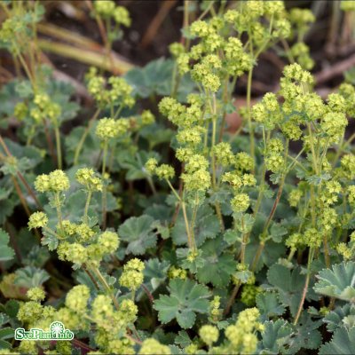 Alchemilla erythropoda, Daggkåpa, C11,5cm