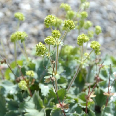 Alchemilla erythropoda Alma, Rödskaftig daggkåpa
