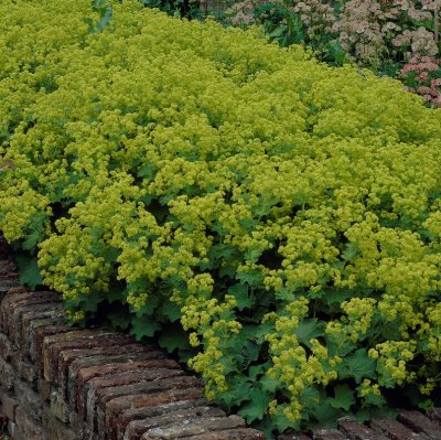 Alchemilla mollis, Jättedaggkåpa, stickling 3-pack