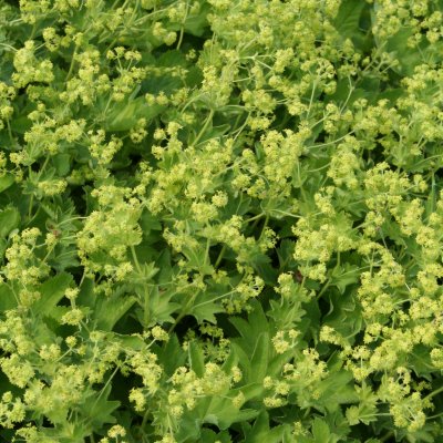 Alchemilla sericata Gold Strike, Silkesdaggkåpa, C11,5cm