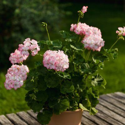 Pelargon Alice of Vincennes, kruka