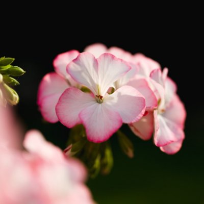 Pelargon Alice of Vincennes, kruka