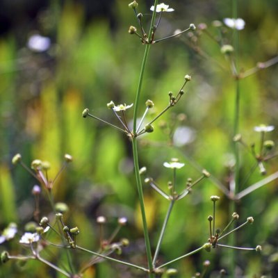 Alisma lanceolatum