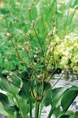 Alisma parviflora, Amerikansk Svalting, P9cm