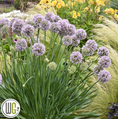 Allium hybr. Bubble Bath ®