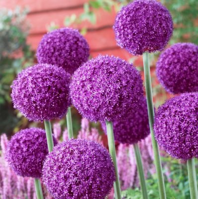 Allium Ambassador ® 1st
