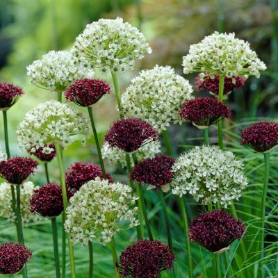 Allium Brothers Mix 5st