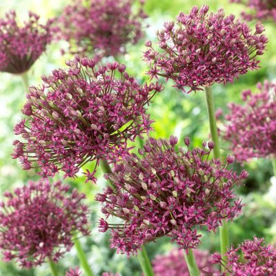 Vinlök Allium atropurpureum 5st