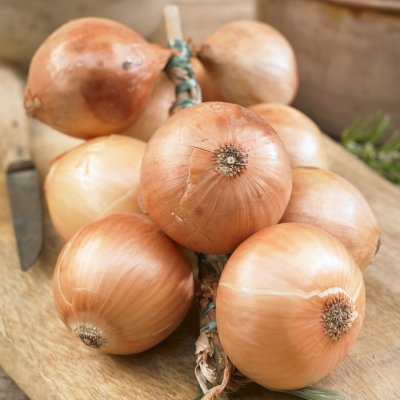 Sättlök Gul Jaune Paille des Vertus