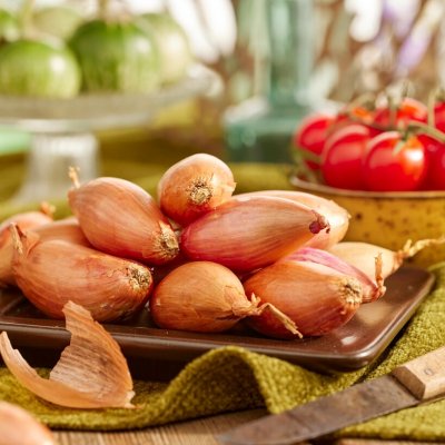 Sättlök Schalottenlök Rosa Longor Eko