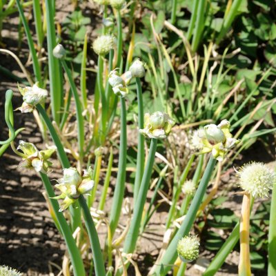 Allium x proliferum, Luftlök