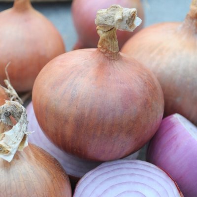 Sättlök Rosa Rosanna 250g