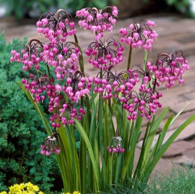 Prärielök Allium cernuum 3st