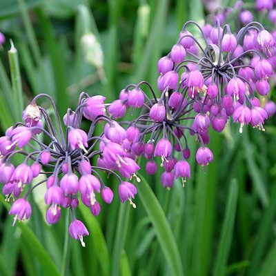 Allium cernuum, Prärielök