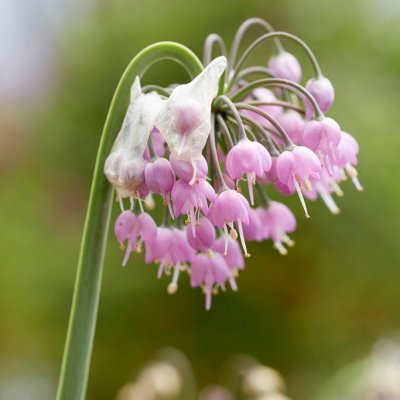 Allium cernuum Hidcote, Prärielök, P9cm