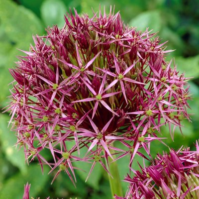 Stäpplök Allium christophii 5st