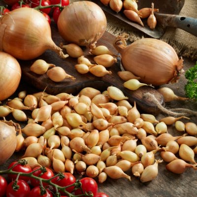 Sättlök Gul Corrado 250g