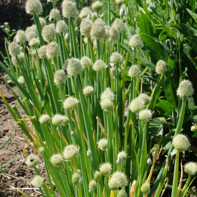 Allium fistulosum, Piplök