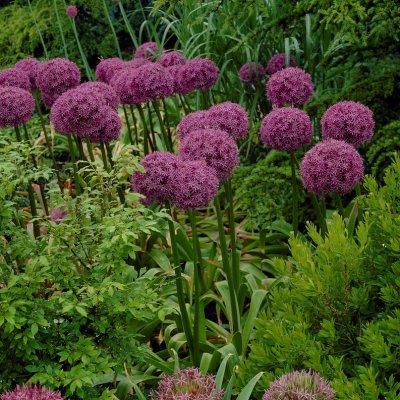 Jättelök Allium giganteum 1st