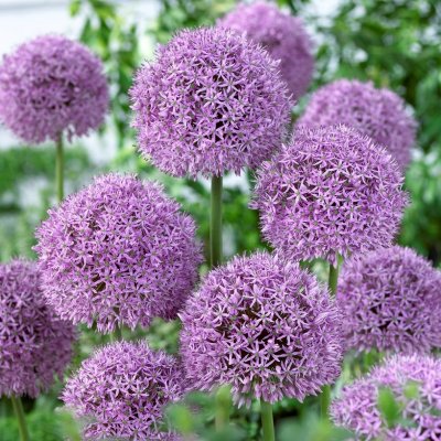 Allium giganteum Gladiator, Jättelök, SQ1