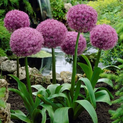 Allium Globemaster, Jättelök